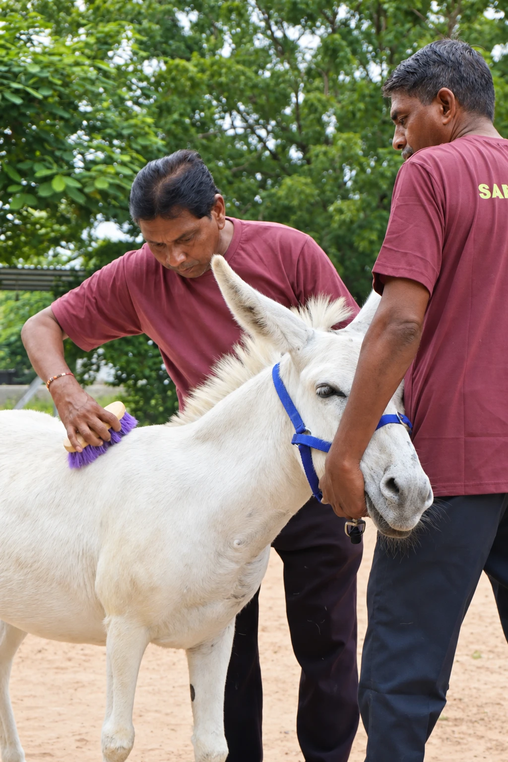 Two AHF caregivers brushing and gently holding a white donkey