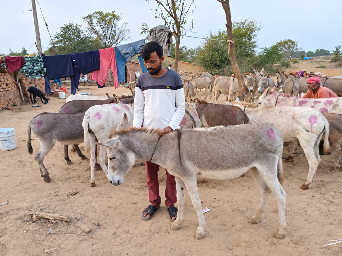 An animal owner standing among his donkeys in a community setting