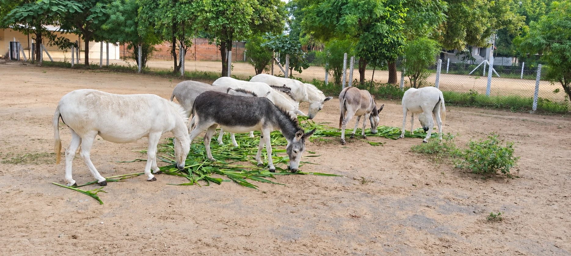 A group of donkeys eating green fodder together in an open sanctuary courtyard